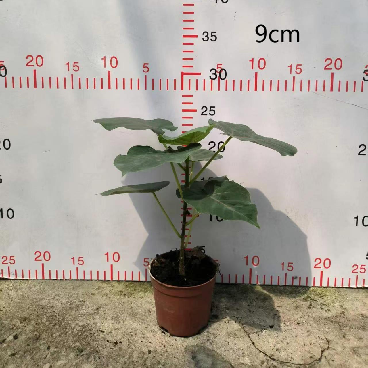 Petiolaris Ficus