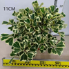 Trangularis Ficus