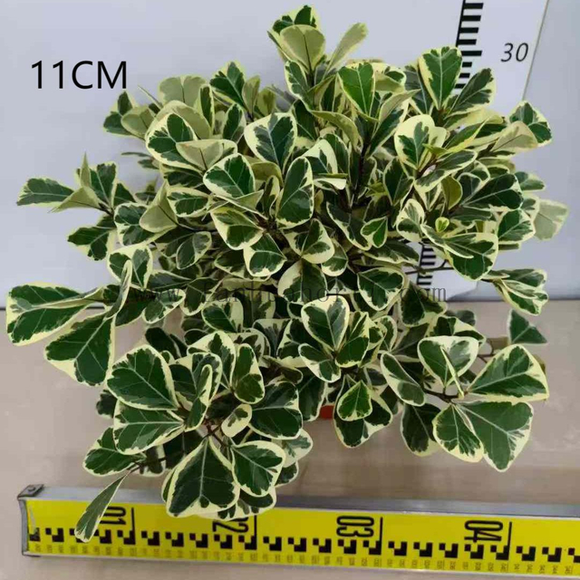 Trangularis Ficus