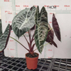Suhirmaniana Alocasia