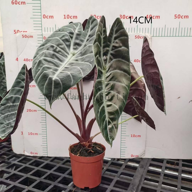 Suhirmaniana Alocasia