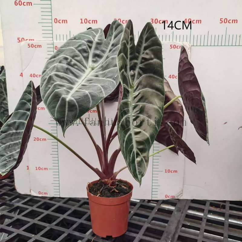 Suhirmaniana Alocasia