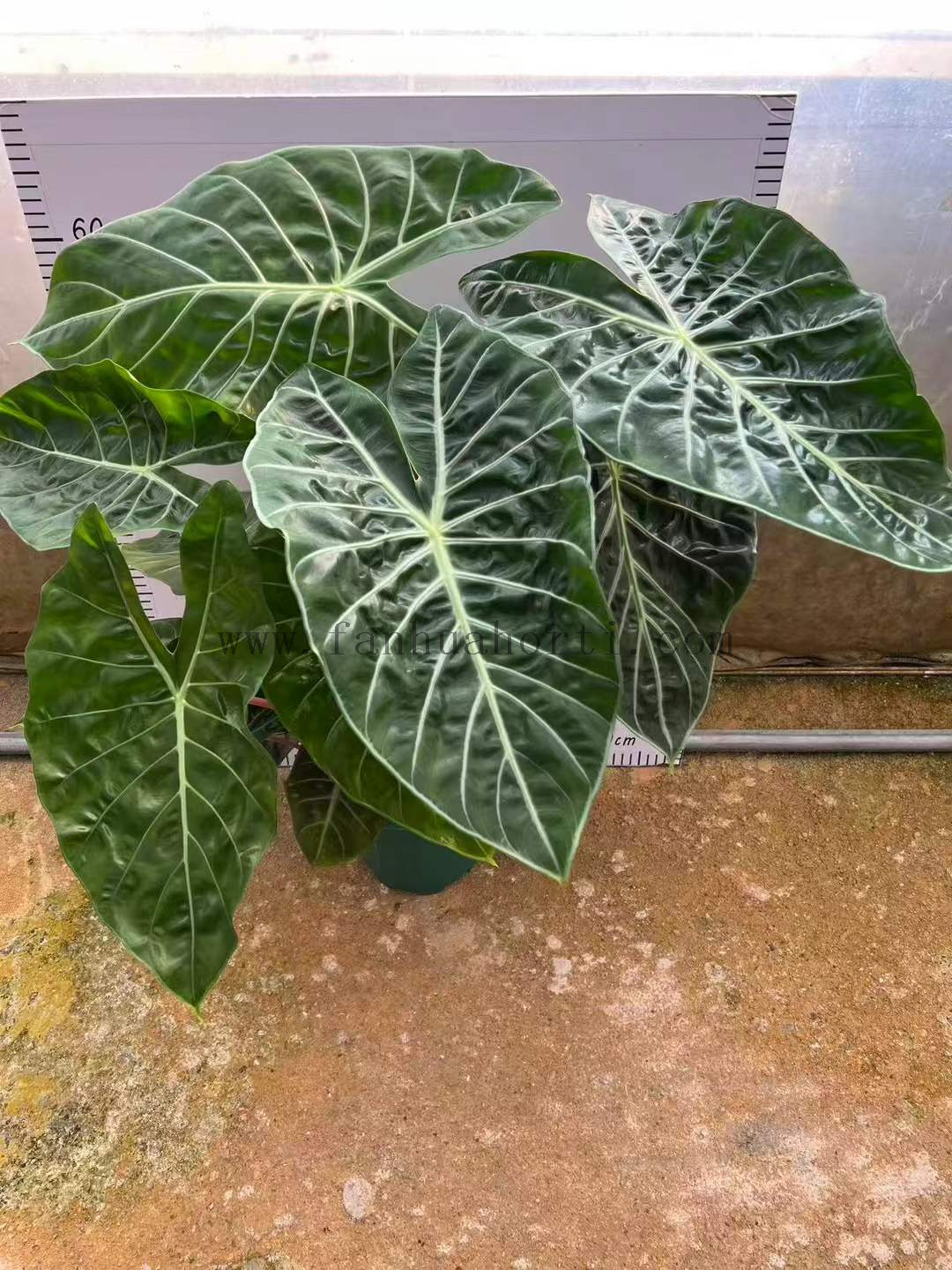 Nairobi Alocasia