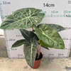  Pink Dragon Alocasia