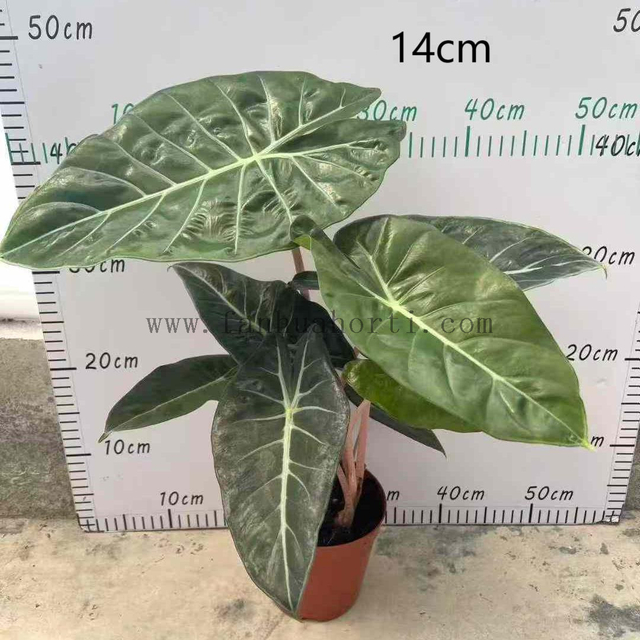  Pink Dragon Alocasia