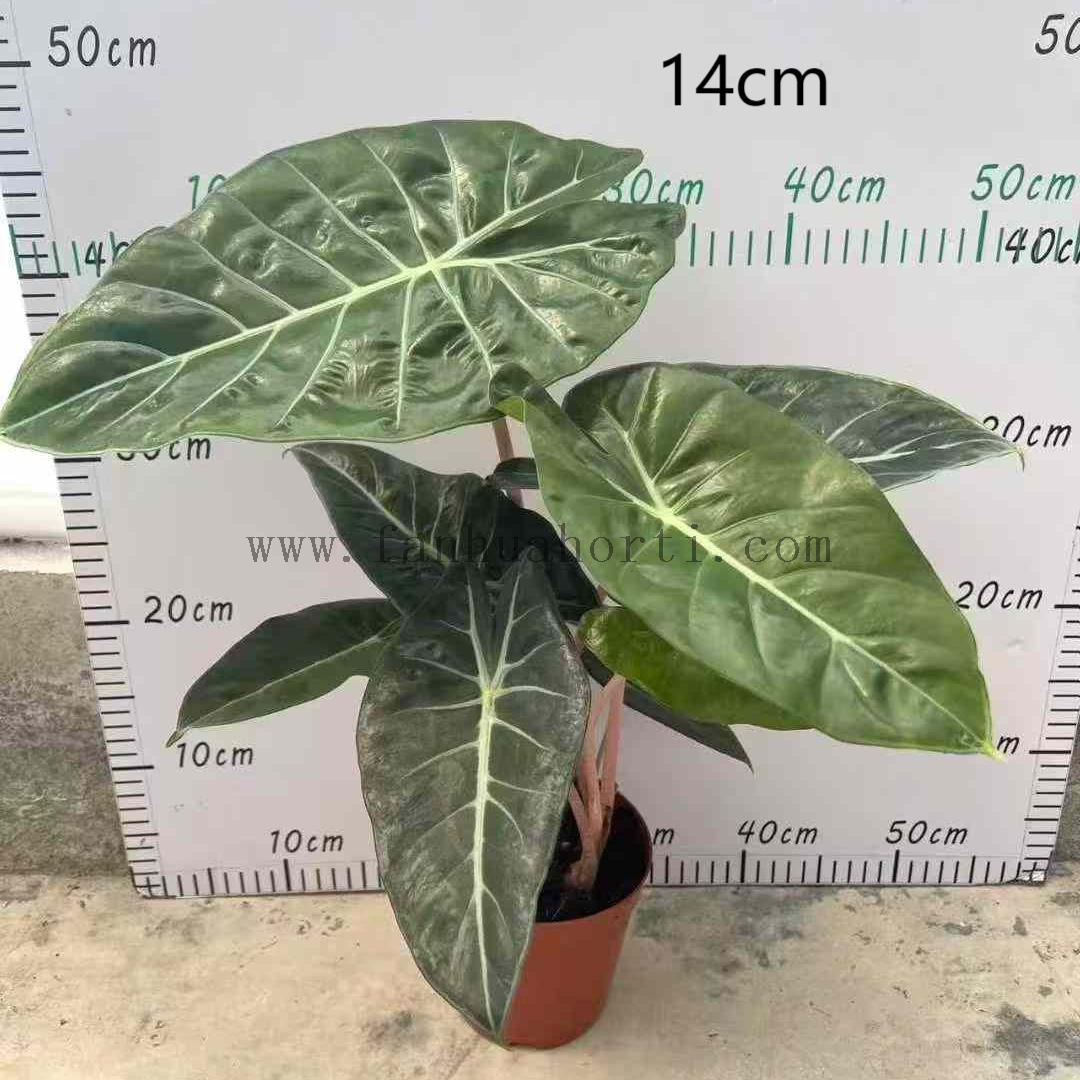  Pink Dragon Alocasia