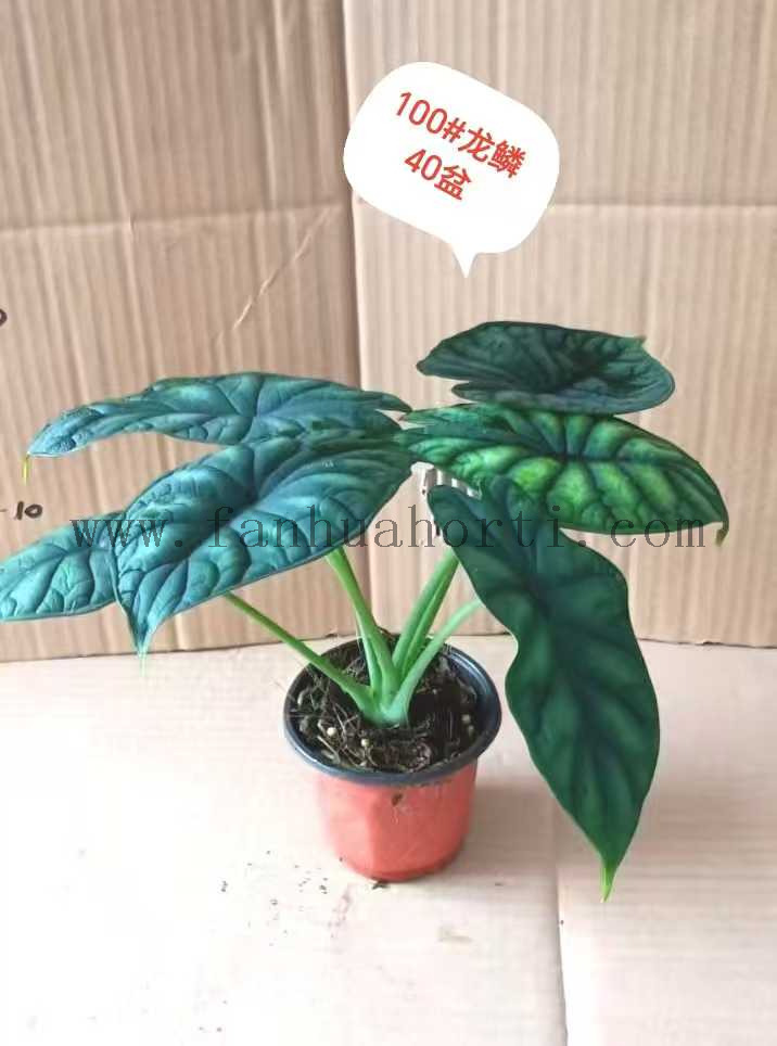 Silver Dragon Scale Alocasia