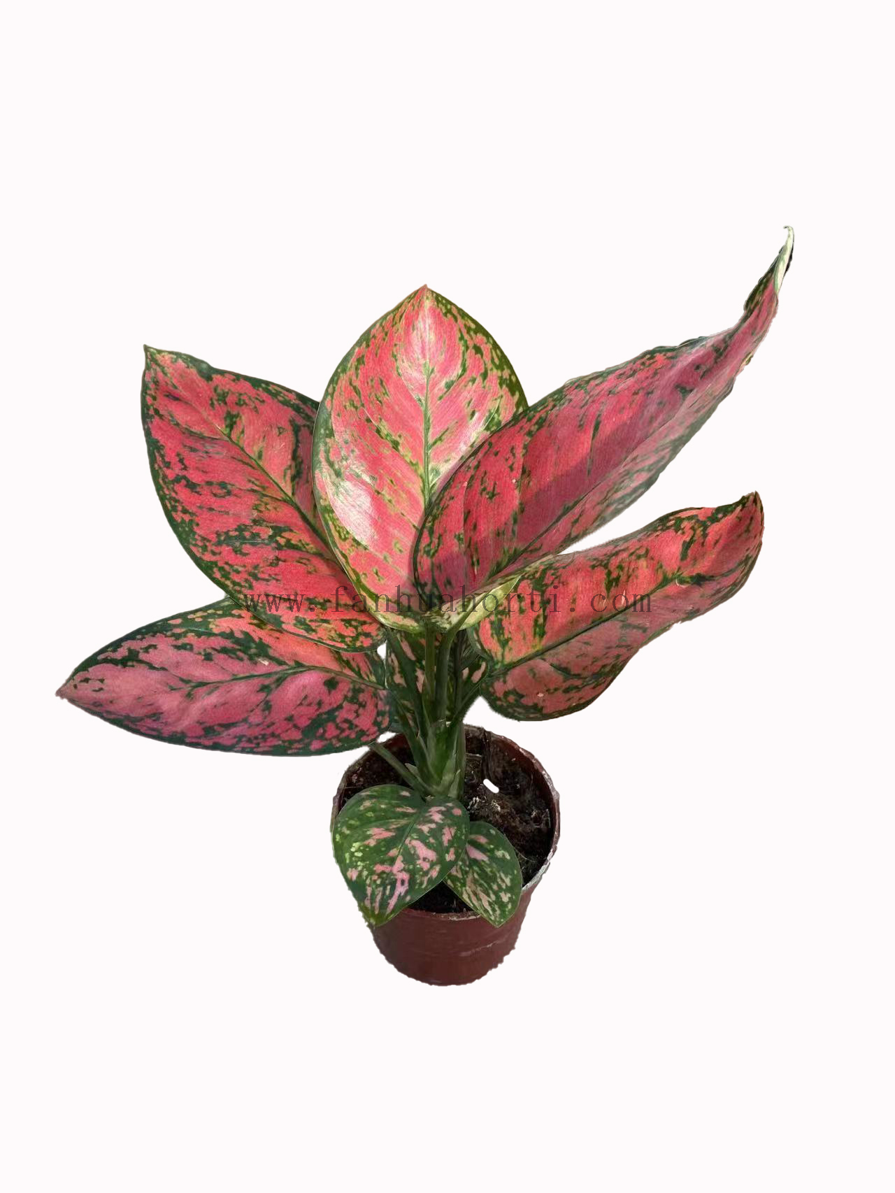 Aglaonema Red Valentine
