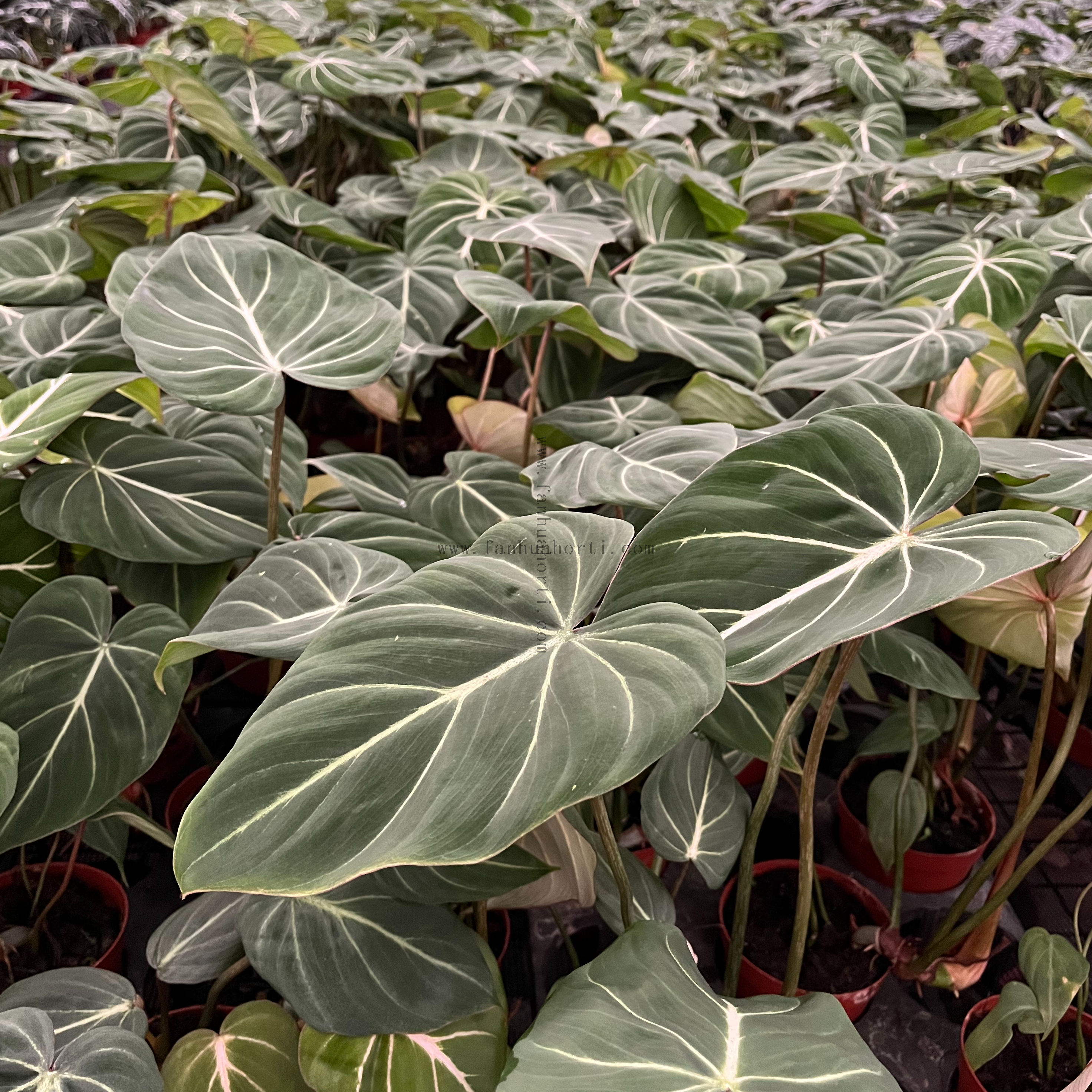 Philodendron Gloriosum 110#