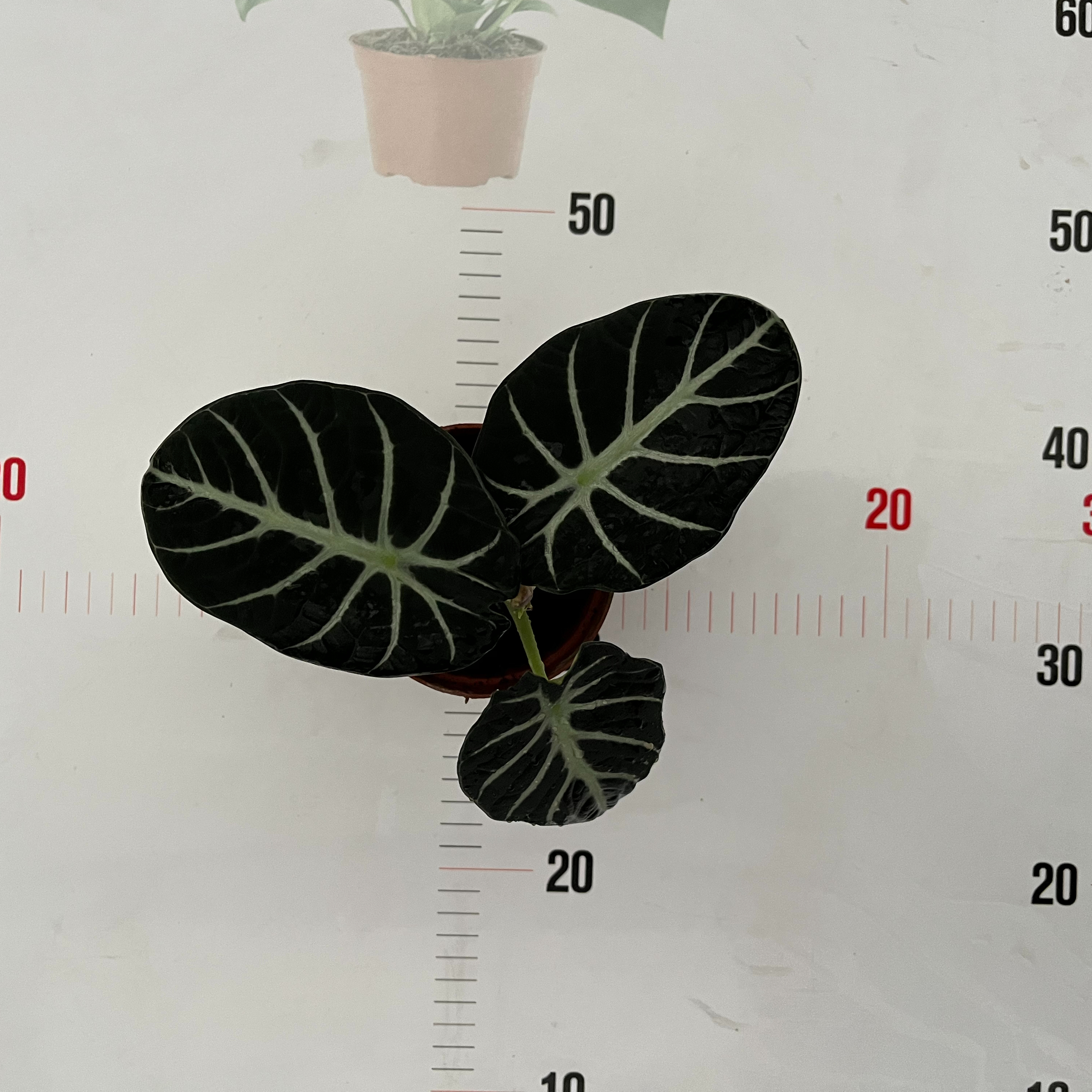 Alocasia Reginula Ninja 110#