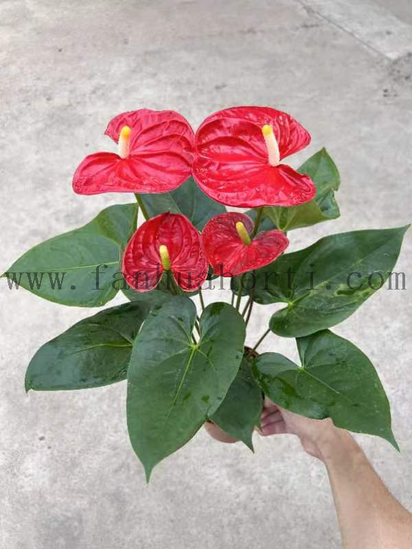 Anthurium Andraeanum Madura 140#