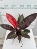 Rising Sun Philodendron 110#