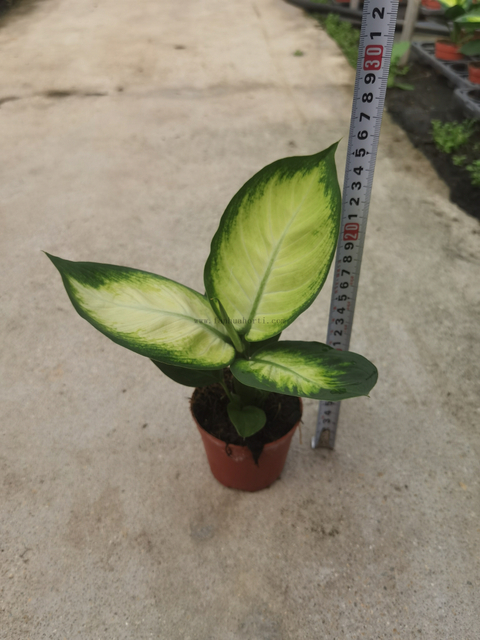 Dieffenbachia Picta 90#