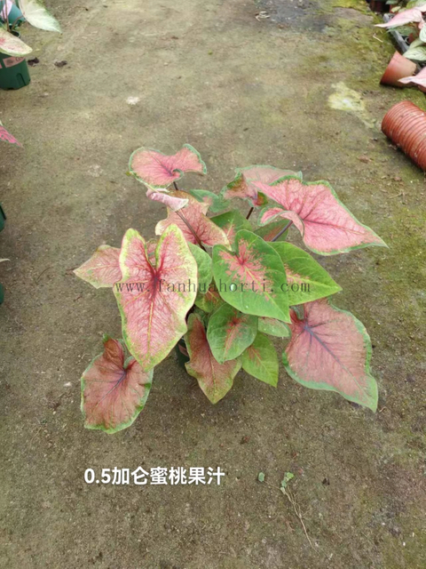 Caladium Biocolor Wholesale Nursery Indoor Potted Green Plants Ornamental Bonsai Beautiful Indoor Plant