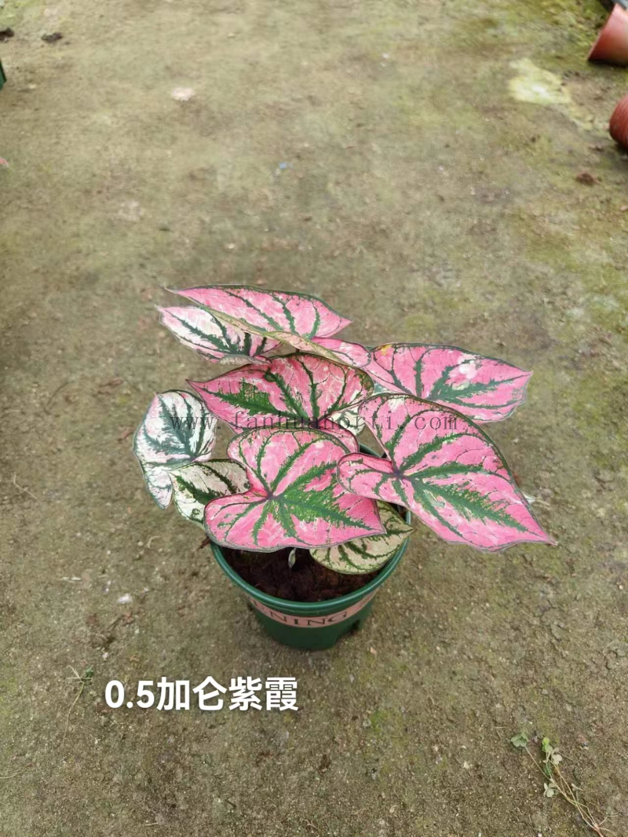 Caladium Biocolor Wholesale Nursery Indoor Potted Green Plants Ornamental Bonsai Beautiful Indoor Plant