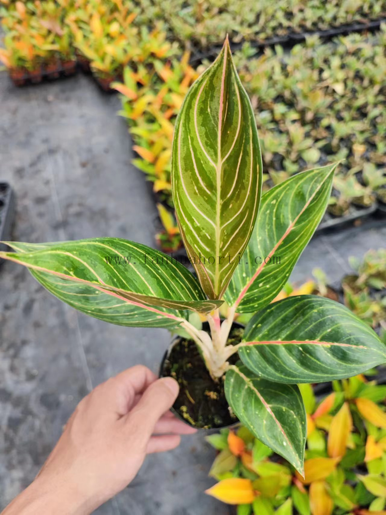 100#green Beauty Aglaonema Wholesale Nursery Indoor Potted Green Ornamental Indoor Plant