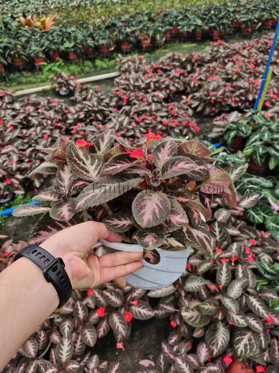 Episcia Cupreata 180#