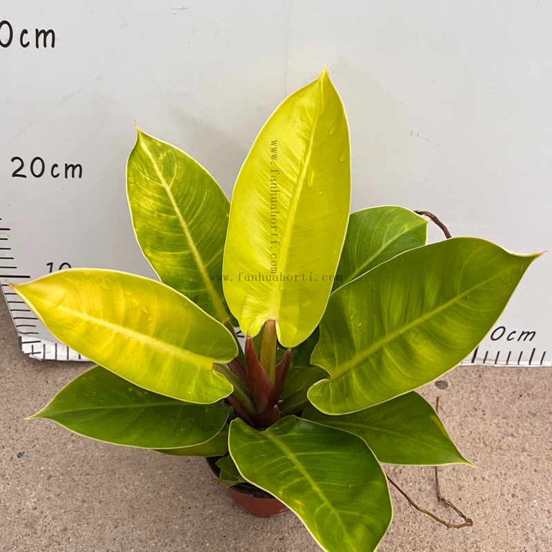 Gold King Philodendron 90#