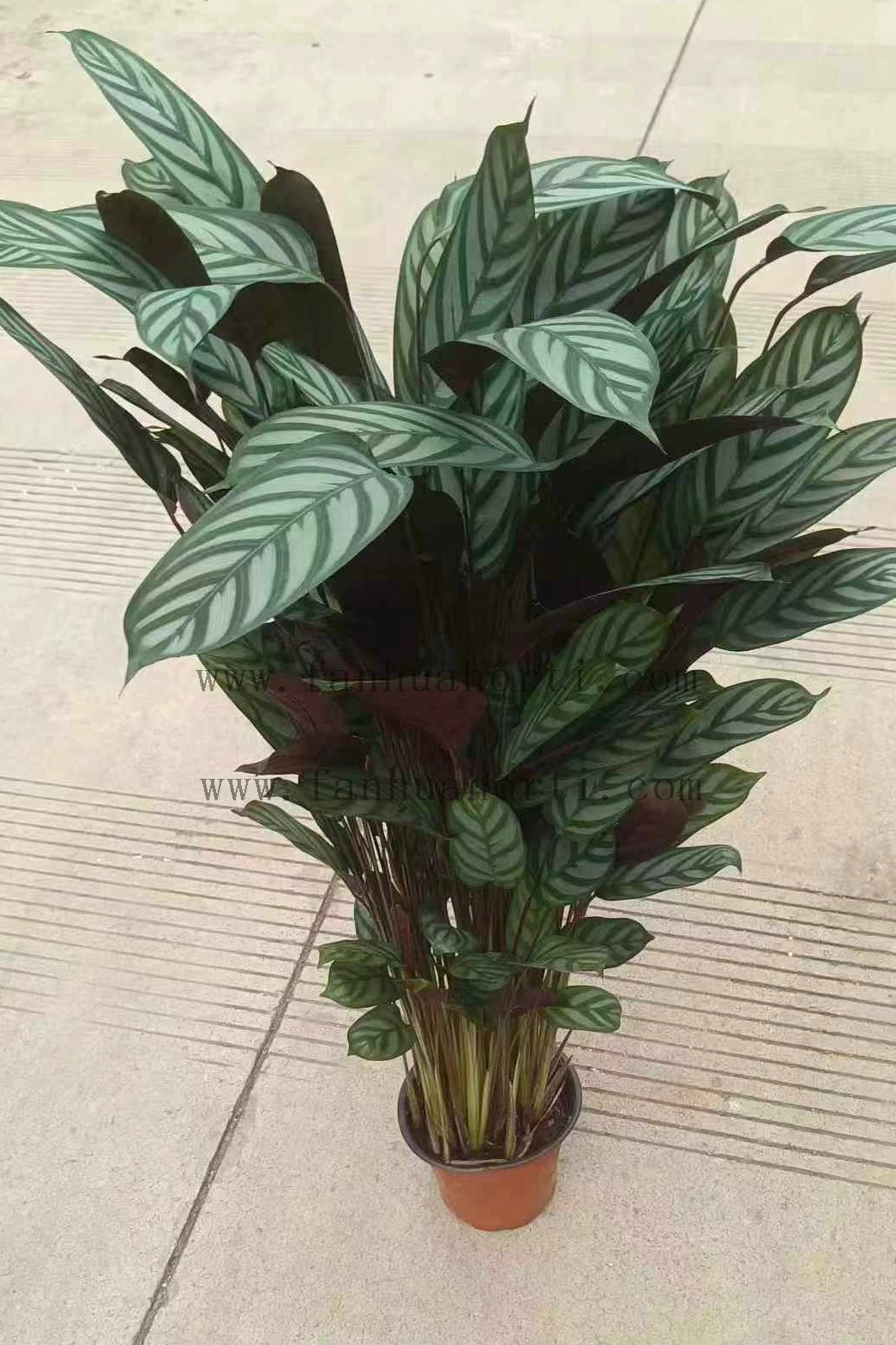 Setosa Maranta