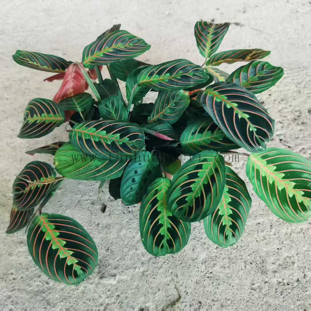 Erythroneura Maranta