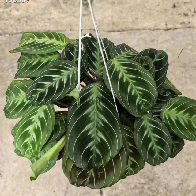 Cat MUSTACHE Maranta