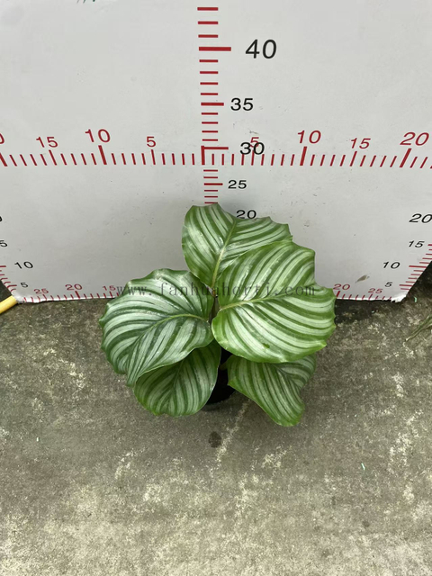 Orbifolia calathea