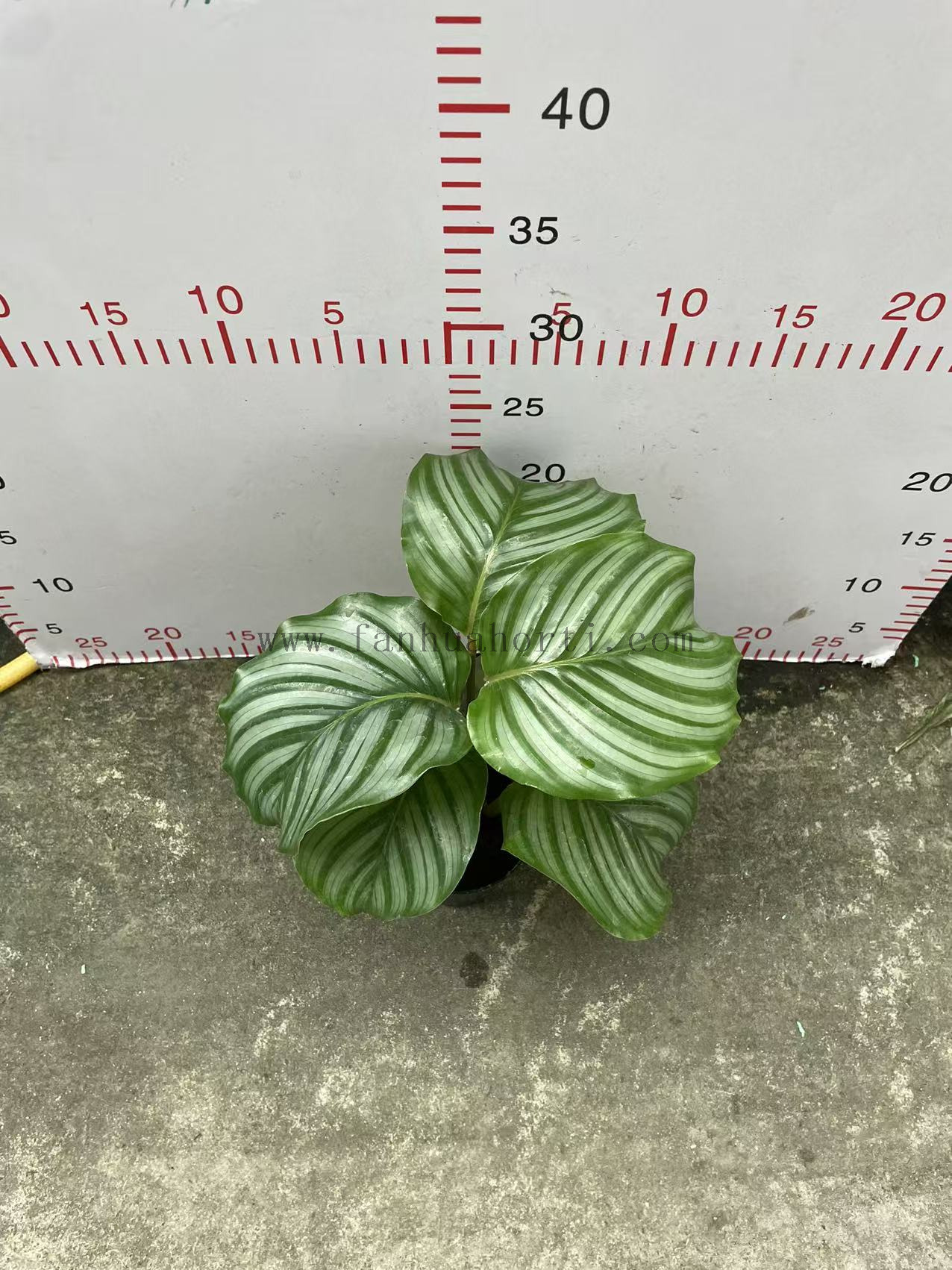 Orbifolia calathea