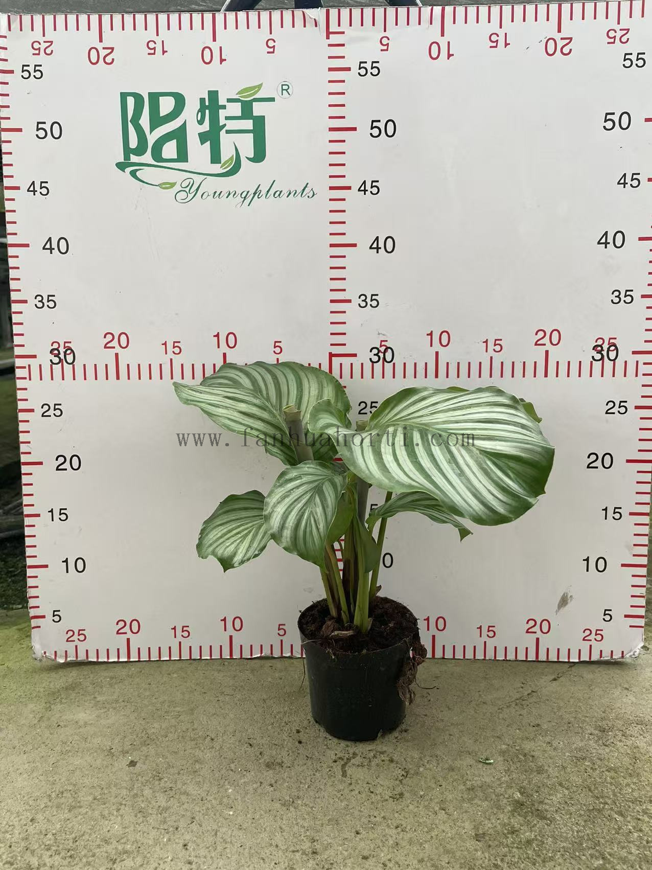 Orbifolia calathea