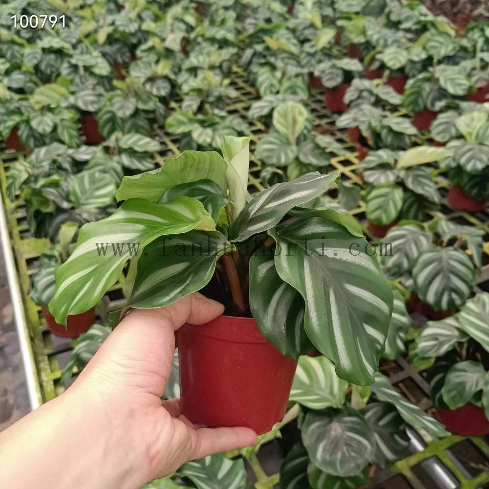 Besar calathea
