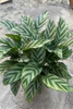  Freddy Calathea