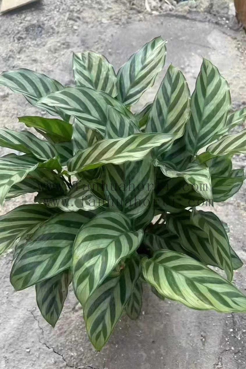  Freddy Calathea