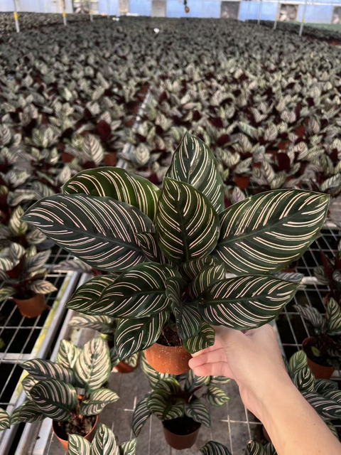 Sanderana Calathea