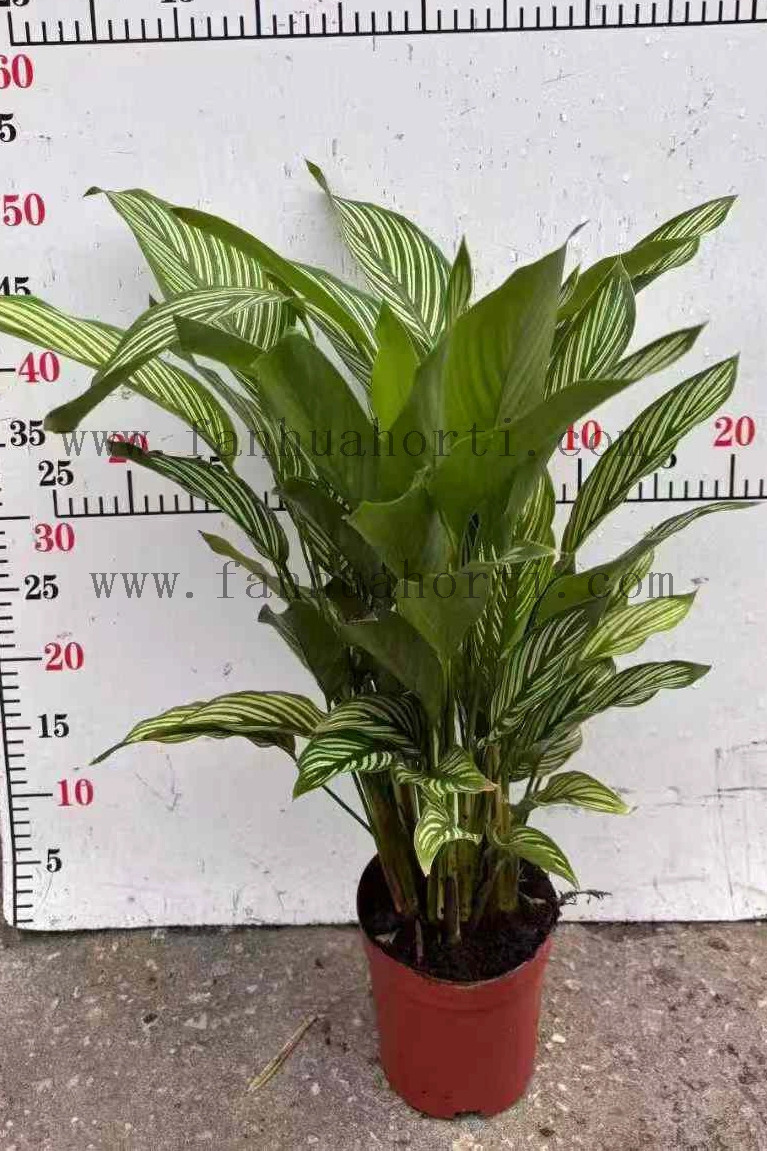 Vittata Calathea