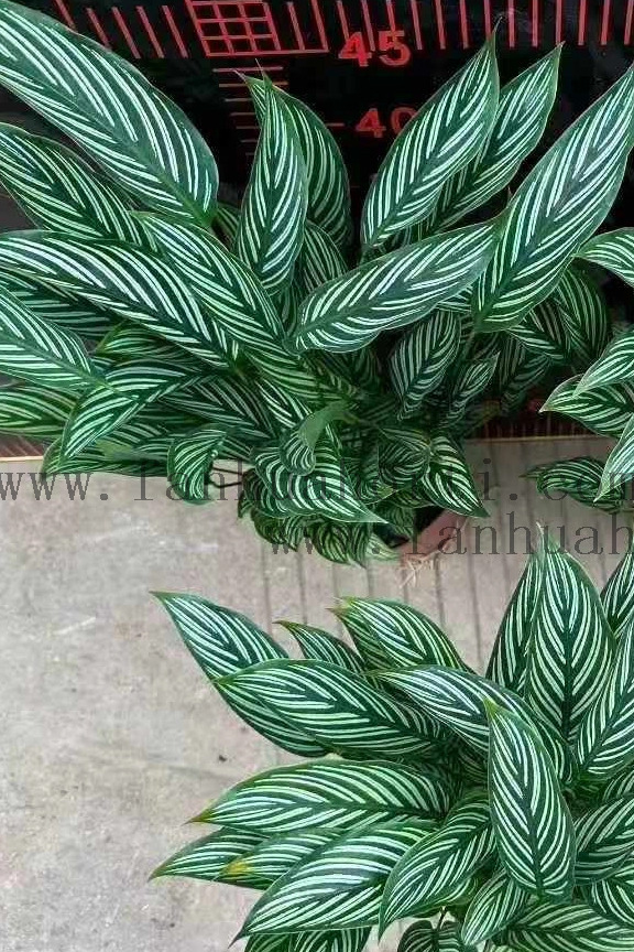 Vittata Calathea