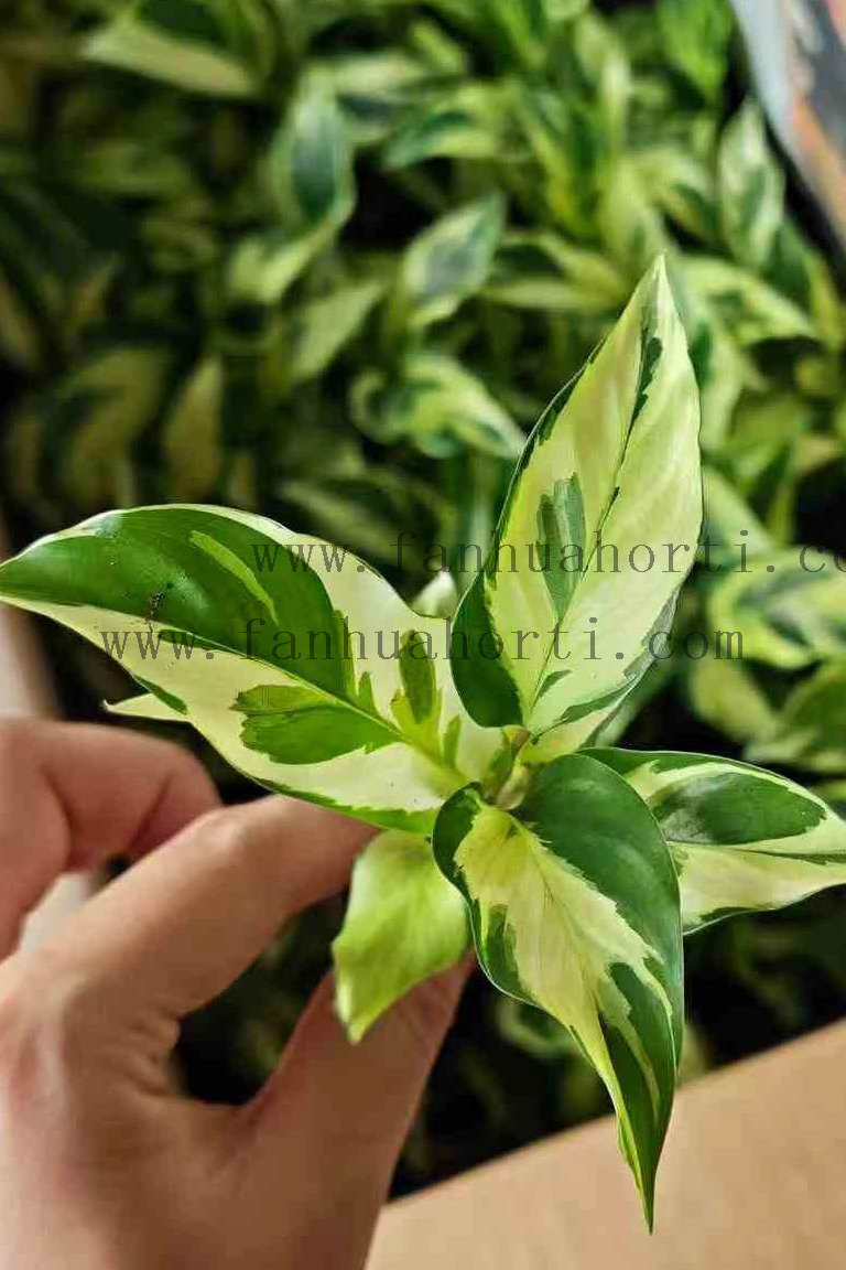 Thai Beauty Calathea