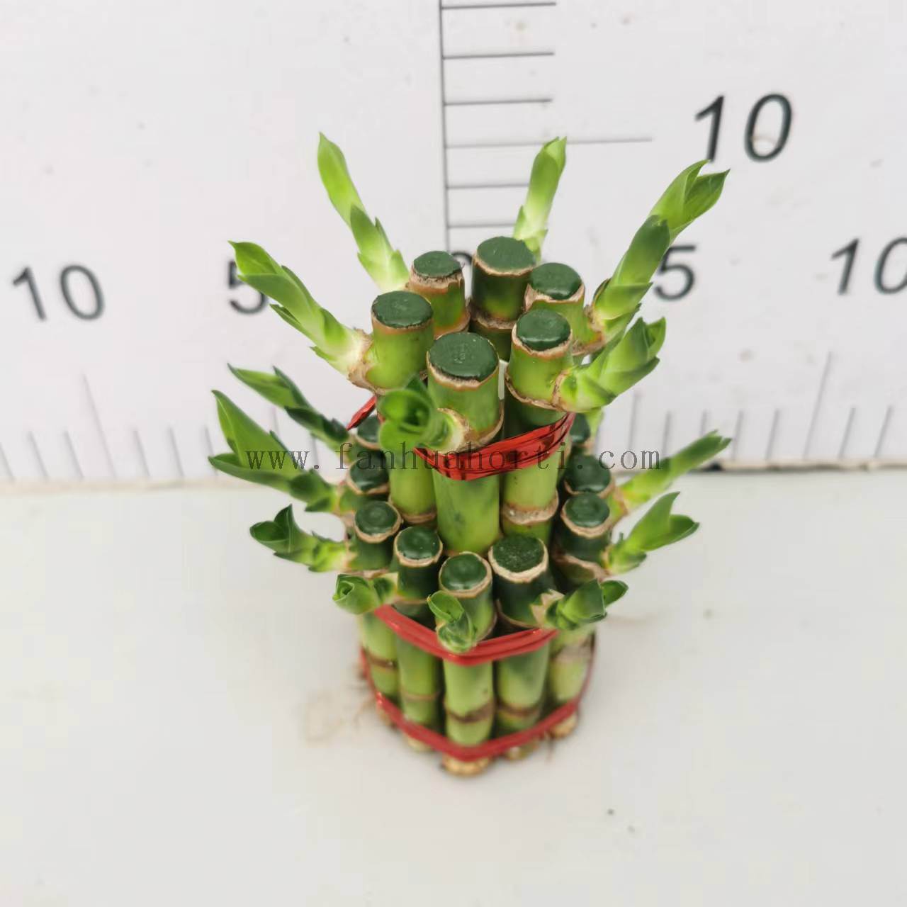 Small 2 layers lucky bamboo