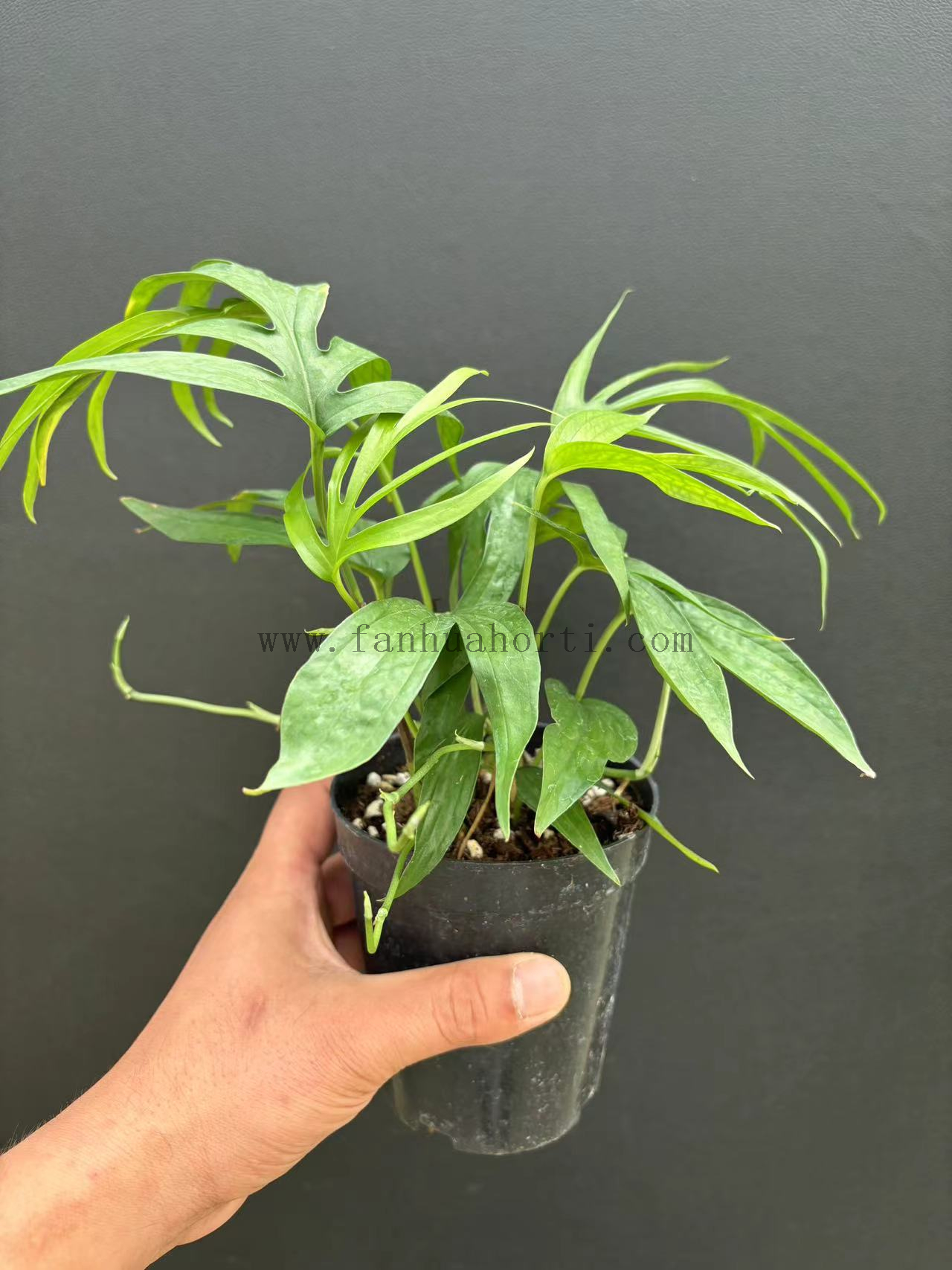 Philodendron AmydriumZippelianum