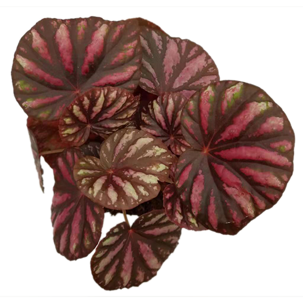 Begonia