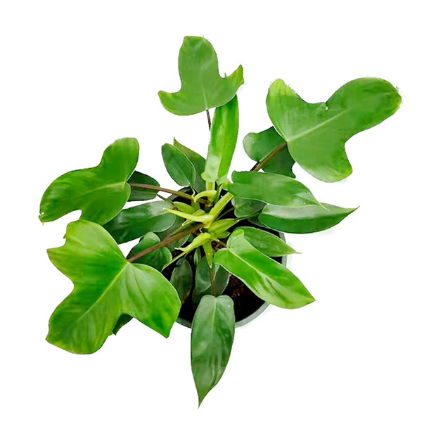 Philodendron