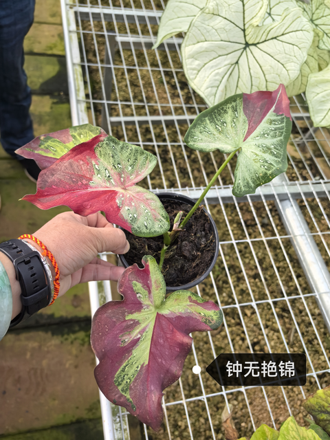Caladium zhong wuyan pink jelly rice bean like smoke honey
