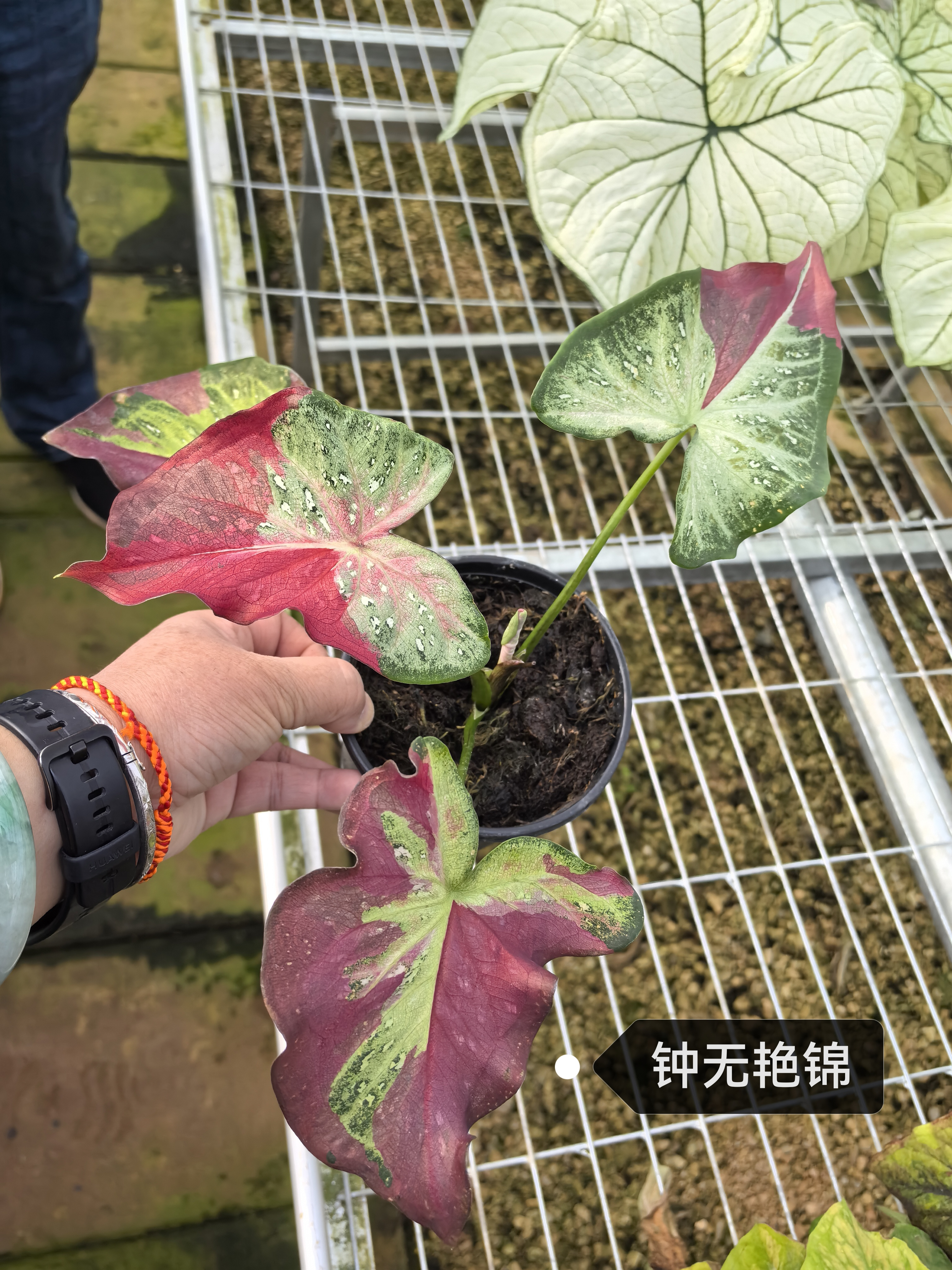 Caladium zhong wuyan pink jelly rice bean like smoke honey
