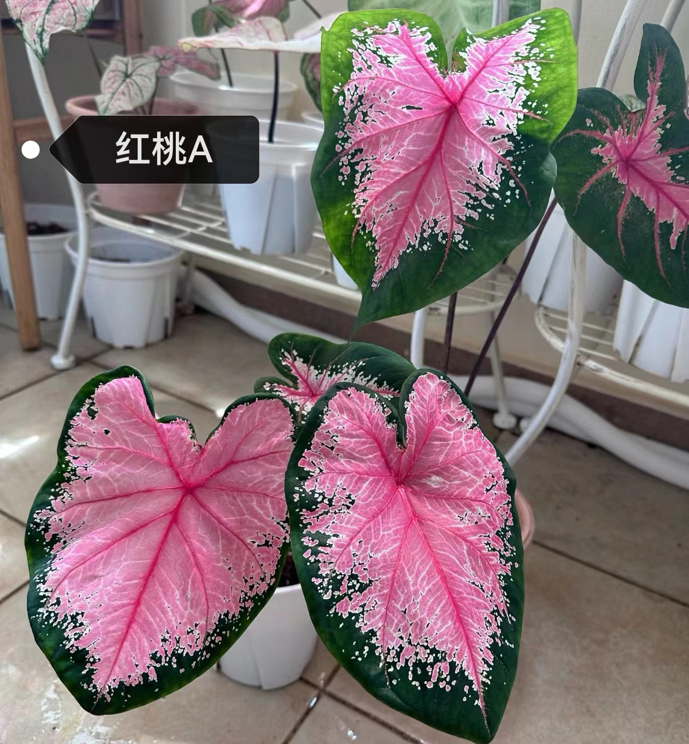 Caladium toe shoe hot heart hearts A strawberry star spiritual beautifulness