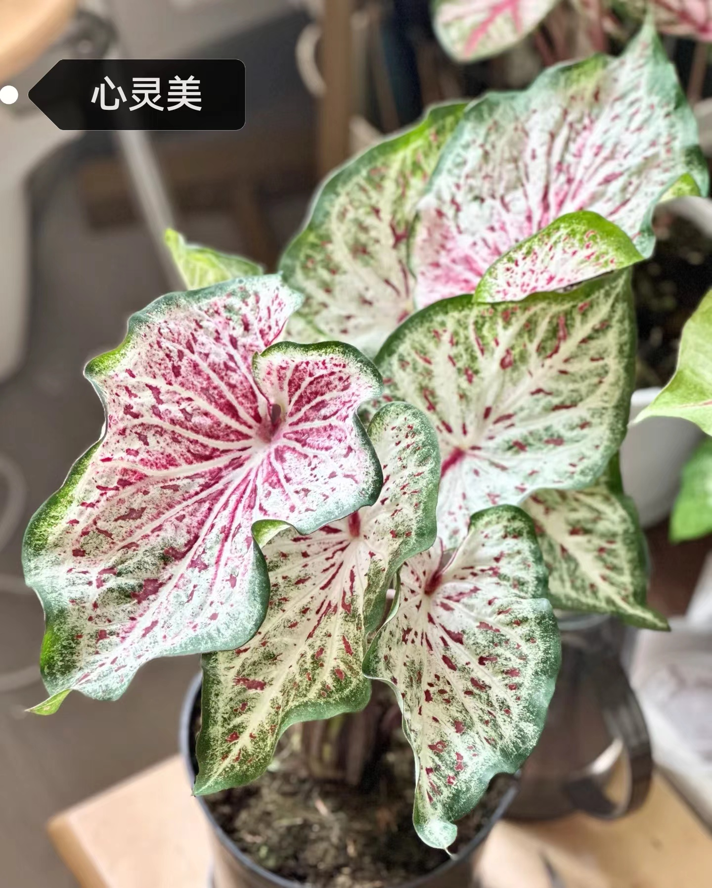 Caladium toe shoe hot heart hearts A strawberry star spiritual beautifulness