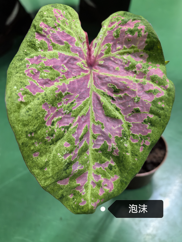 Caladium bicolor Pink summer tapestry froth rosebud Pink beauty lava
