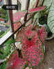 Caladium The Burgundy Rose Monica Siamese month spring day Moonlight raspberry