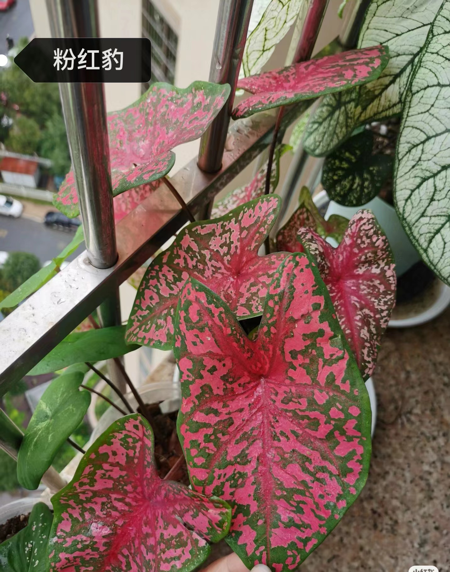 Caladium The Burgundy Rose Monica Siamese month spring day Moonlight raspberry