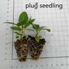 Audrey Ficus 