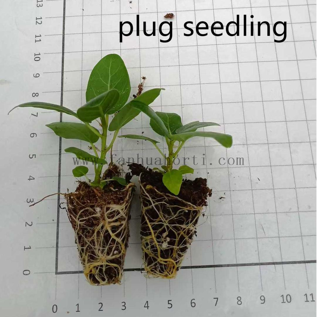 Audrey Ficus 