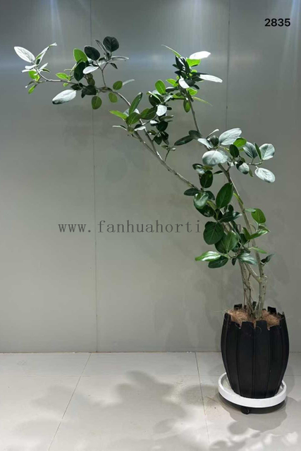 Audrey Ficus for Indoor