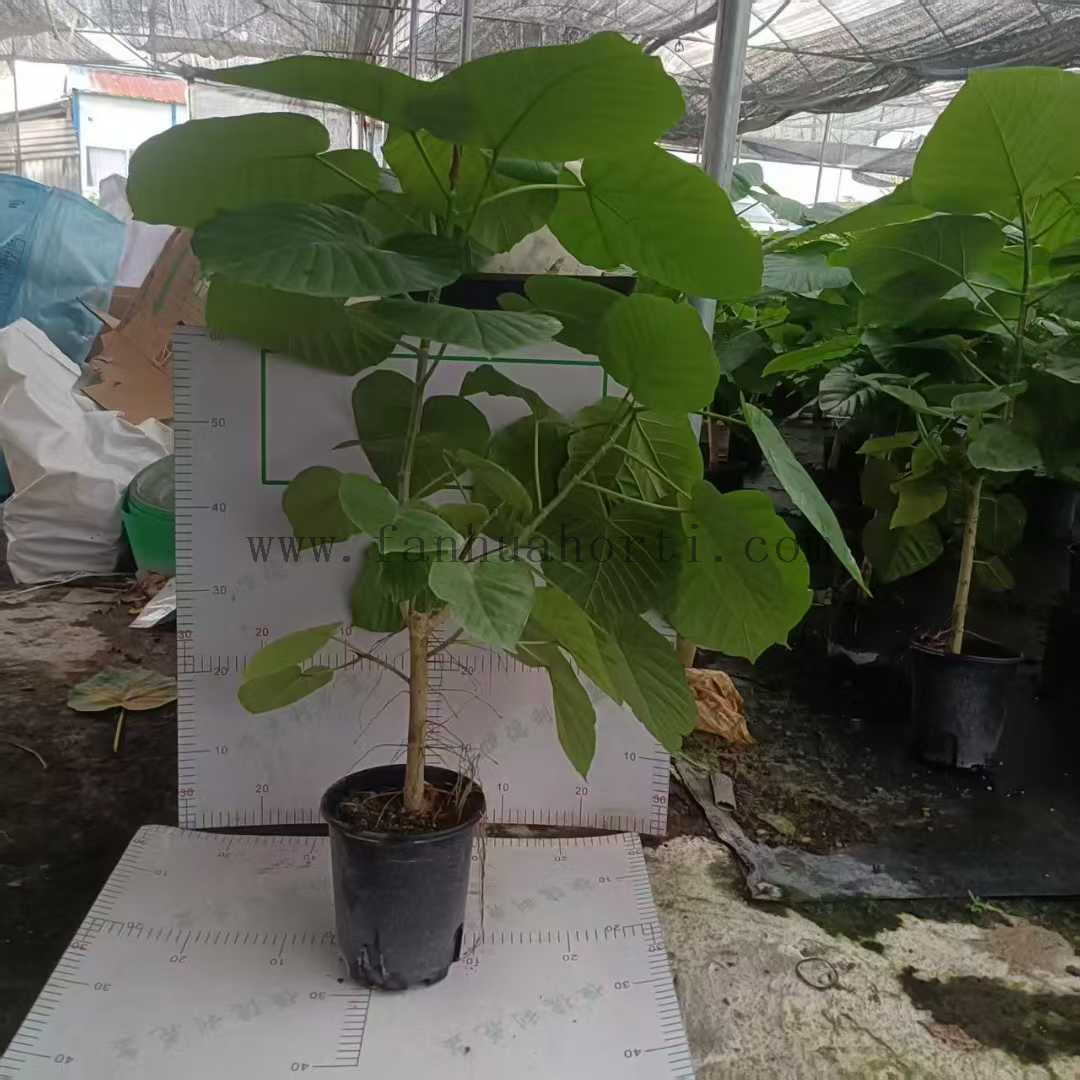 爱心榕-6